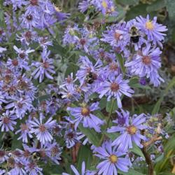 Location: Southern Maine
Date: Oct.13, 2021
Of all my asters, this one attracts the most pollinators!
