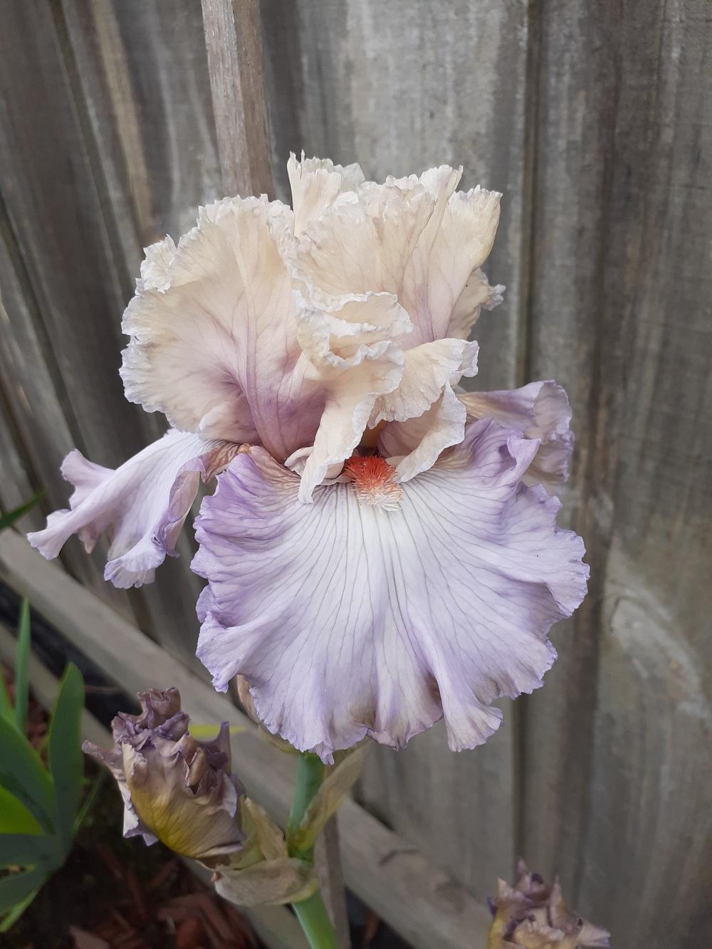 Photo of Tall Bearded Iris (Iris 'Softly Waiting') uploaded by PaulaHocking