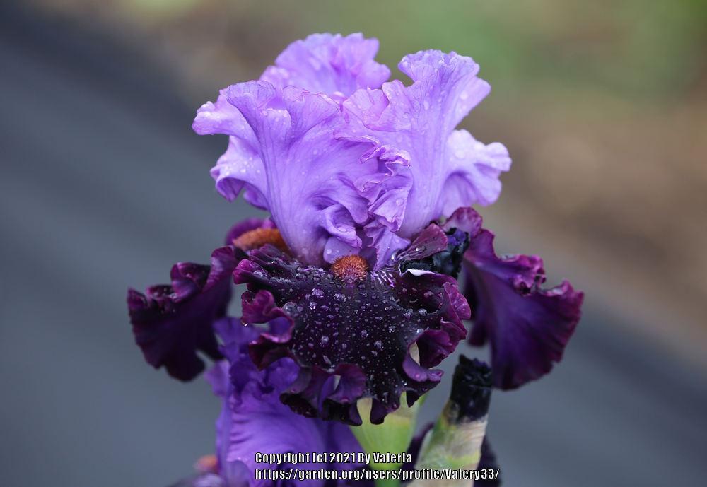 Photo of Tall Bearded Iris (Iris 'Fabric of Dreams') uploaded by Valery33
