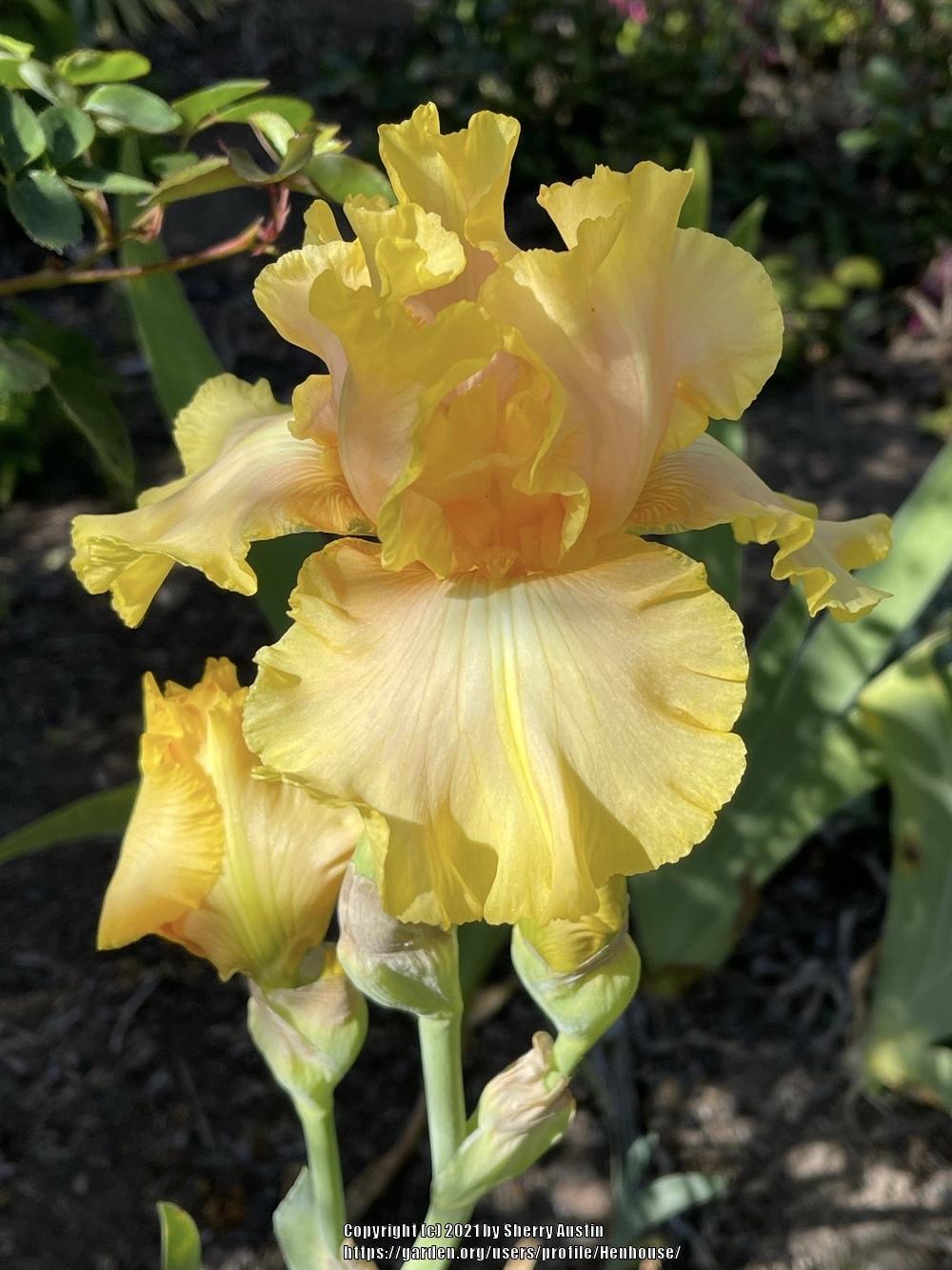 Photo of Tall Bearded Iris (Iris 'Lanai') uploaded by Henhouse