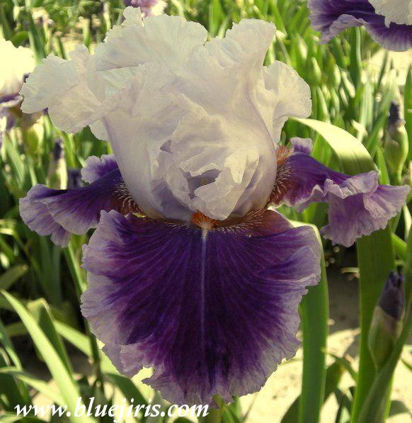Photo of Tall Bearded Iris (Iris 'Racing Heart') uploaded by Joy