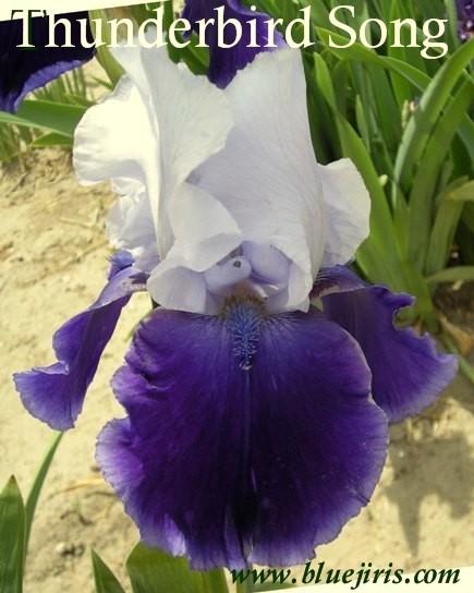 Photo of Tall Bearded Iris (Iris 'Thunderbird Song') uploaded by Joy