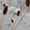 Dipsacus sylvestris    Captures the snow for winter scenes