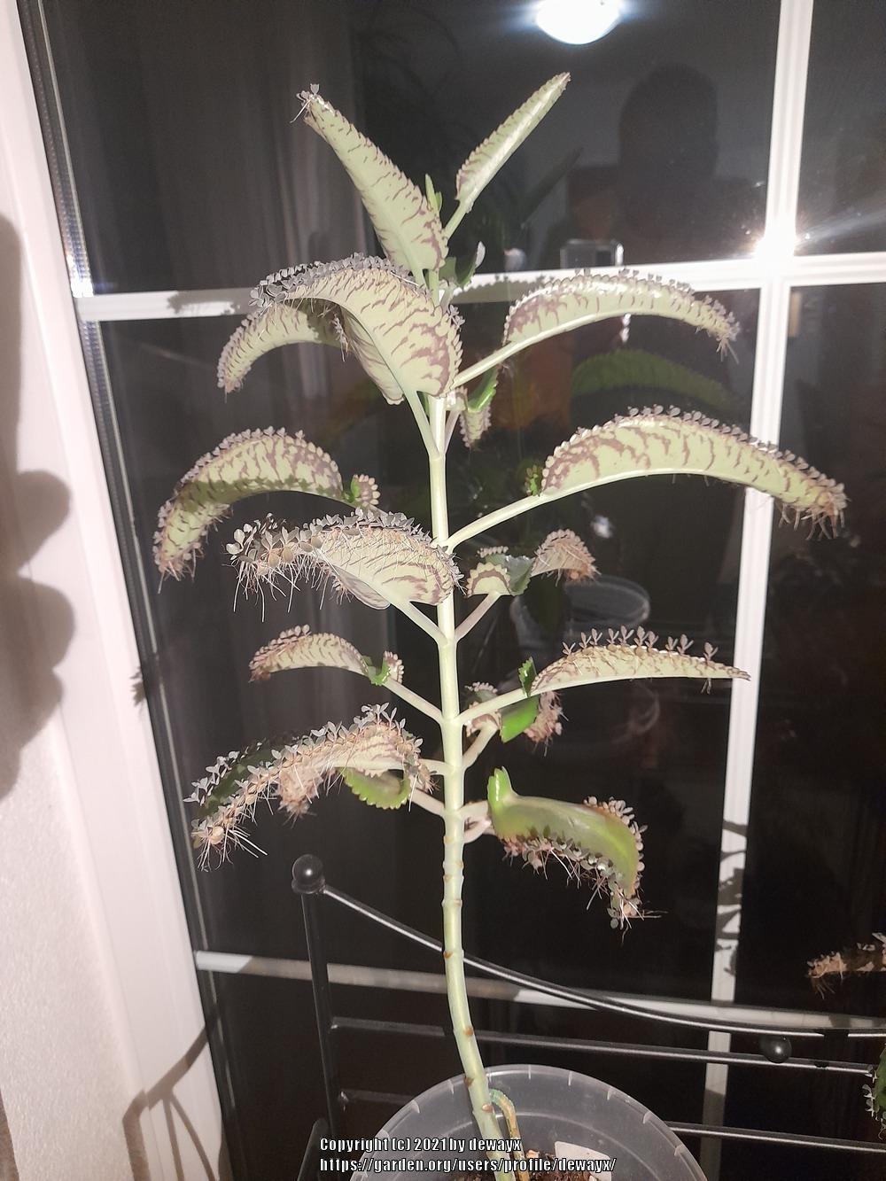 Photo of Mother of Thousands (Kalanchoe daigremontiana) uploaded by dewayx
