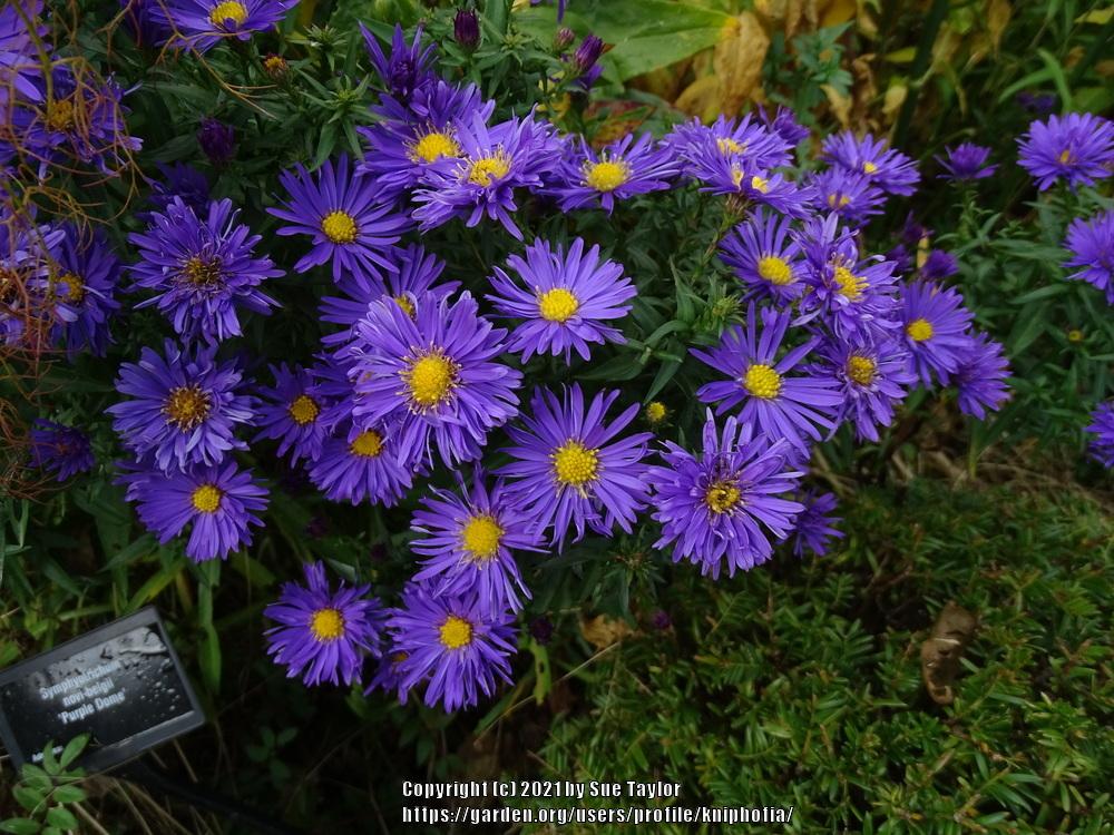 Photo of New England Aster (Symphyotrichum novae-angliae 'Purple Dome') uploaded by kniphofia