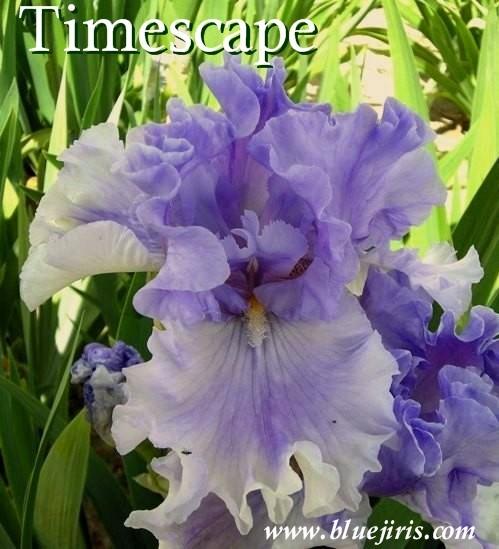 Photo of Tall Bearded Iris (Iris 'Timescape') uploaded by Joy
