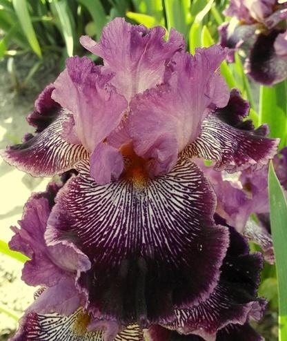 Photo of Tall Bearded Iris (Iris 'Drive Me Wild') uploaded by Joy