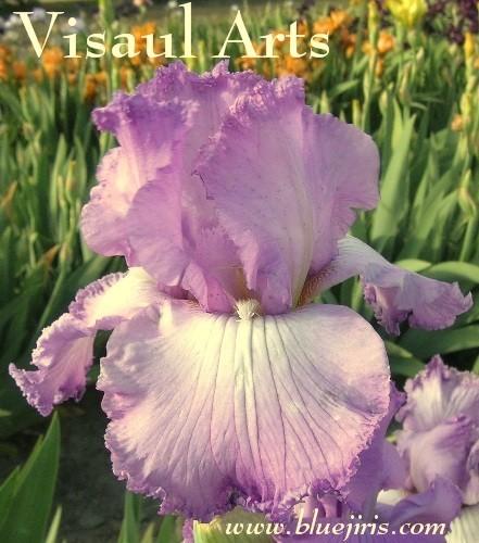 Photo of Tall Bearded Iris (Iris 'Visual Arts') uploaded by Joy