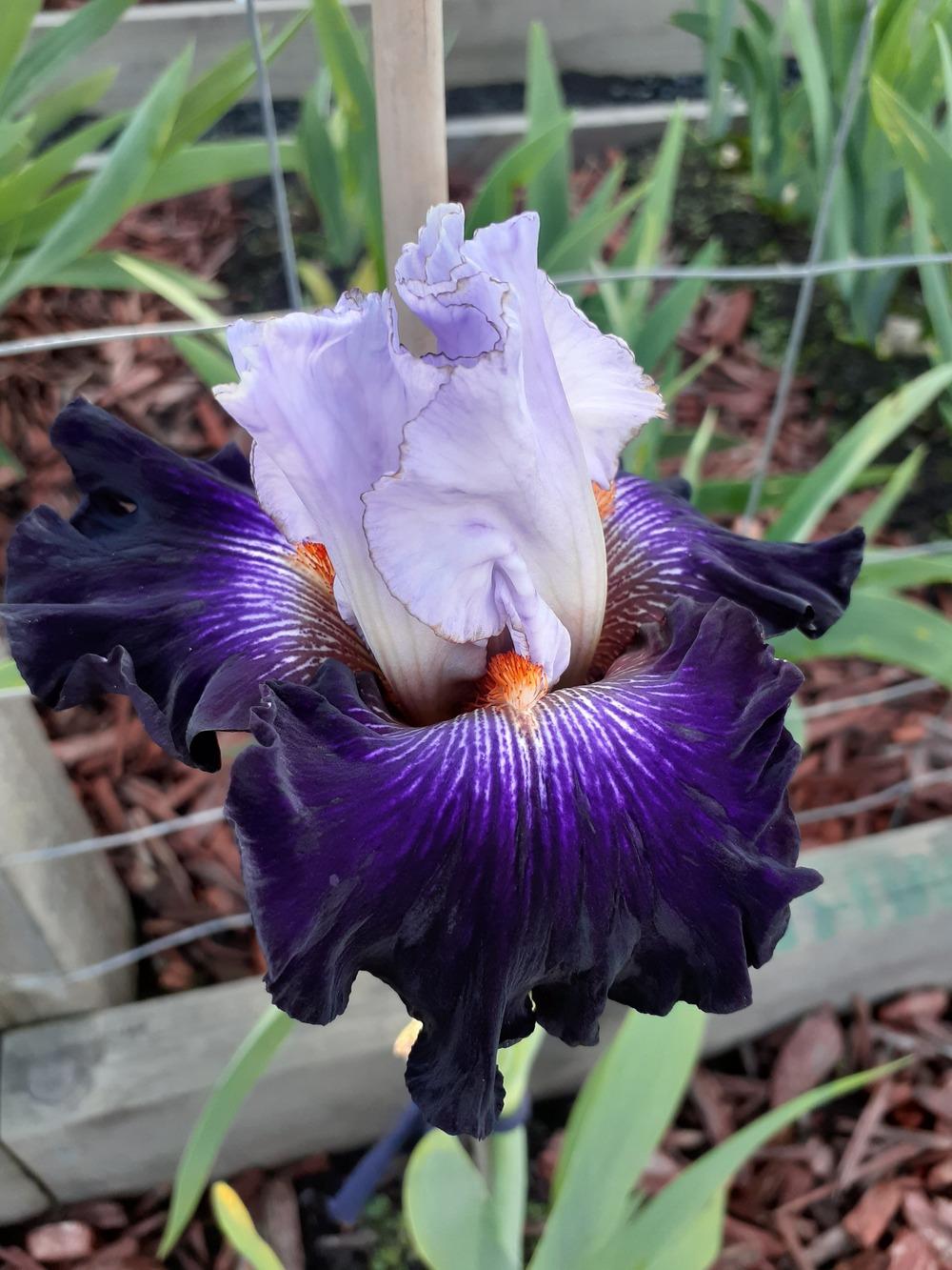 Photo of Tall Bearded Iris (Iris 'Snowed In') uploaded by PaulaHocking