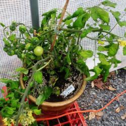 Location: Eagle Bay, New York
Date: 2021-04-29
Tomato (Solanum lycopersicum 'Tumbler' in greenhouse