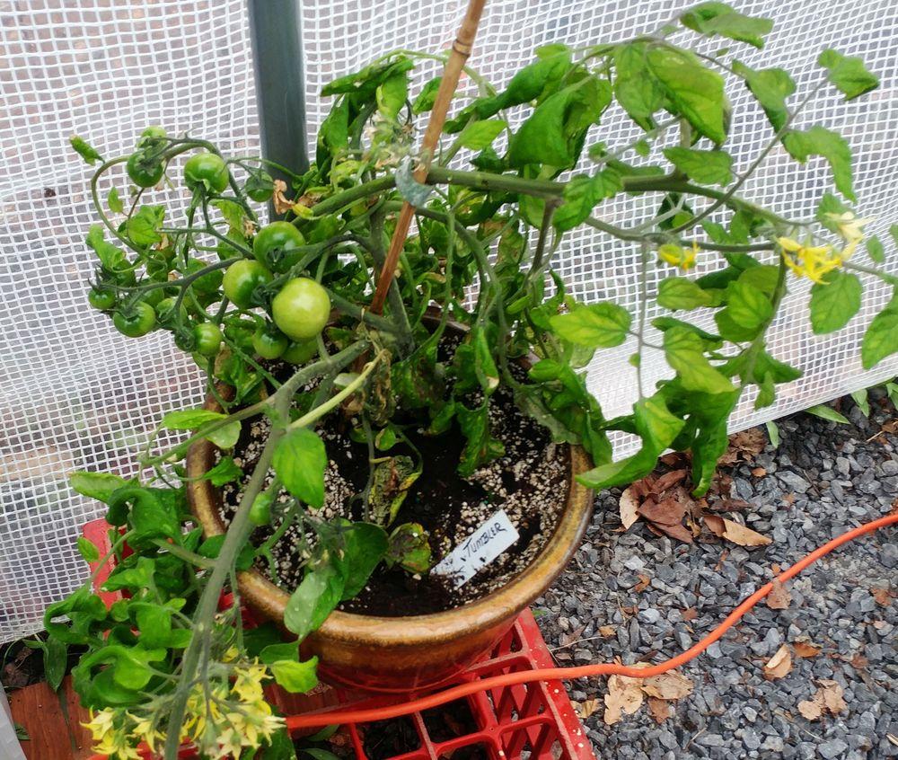 Photo of Tomato (Solanum lycopersicum 'Tumbler') uploaded by adknative