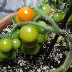 Location: Eagle Bay, New York
Date: 2021-05-03
Tomato (Solanum lycopersicum 'Tumbler'