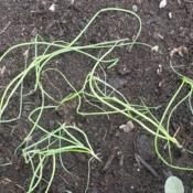 from seeds, transplant into garden in April - Shallot (Allium cep