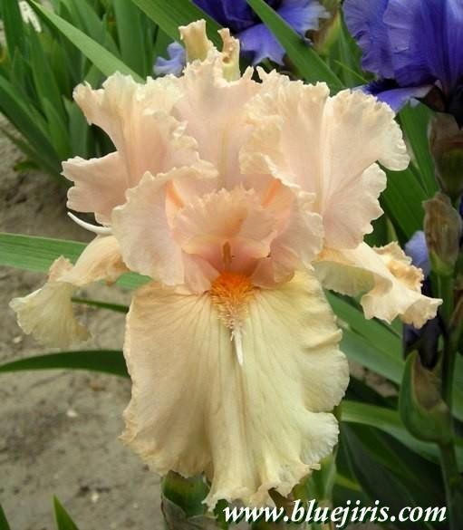 Photo of Tall Bearded Iris (Iris 'Margaret Inez') uploaded by Joy