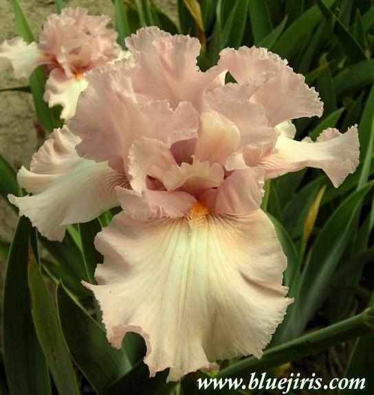 Photo of Tall Bearded Iris (Iris 'Lovely Kay') uploaded by Joy