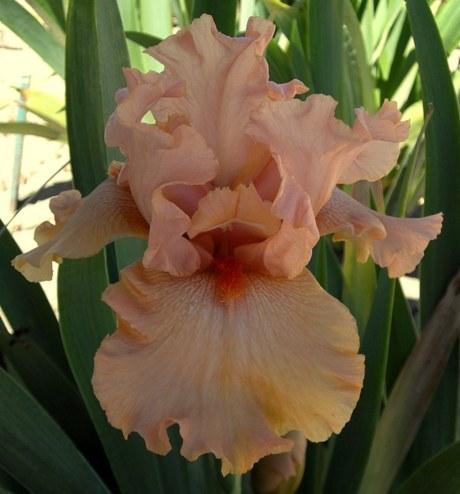 Photo of Tall Bearded Iris (Iris 'Stroke of Luck') uploaded by Joy