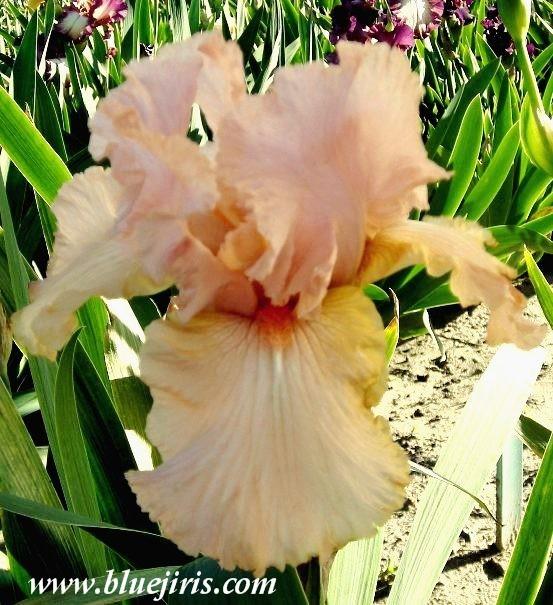 Photo of Tall Bearded Iris (Iris 'Foxy Lady') uploaded by Joy