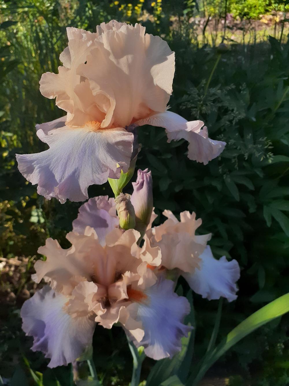 Photo of Tall Bearded Iris (Iris 'Celebration Song') uploaded by MNdigger