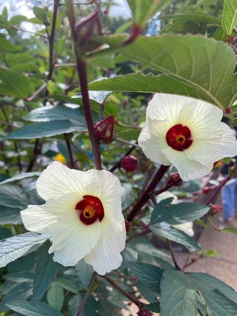 Photo of Roselle (Hibiscus sabdariffa) uploaded by SL_gardener