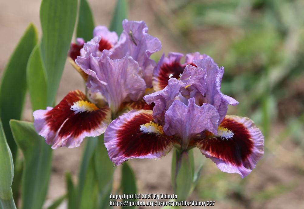 Photo of Standard Dwarf Bearded Iris (Iris 'Going in Circles') uploaded by Valery33