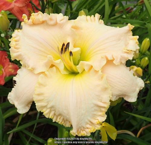Thumb of 2021-10-19/daylilly99/0864ff