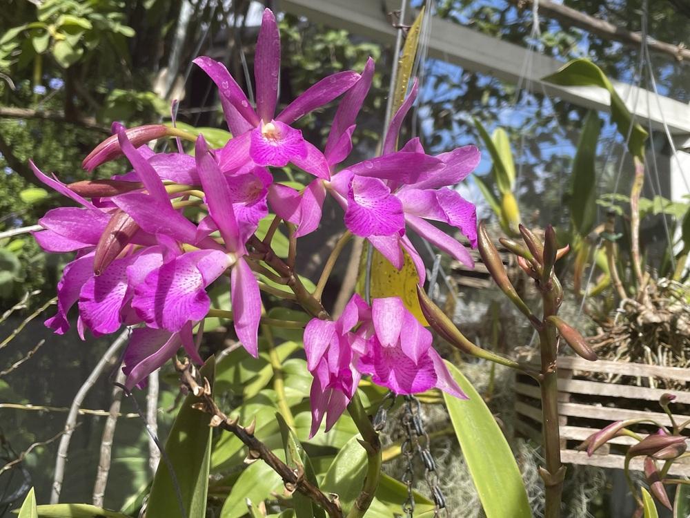 Photo of Orchid (Brassocatanthe Punakea) uploaded by dyzzypyxxy