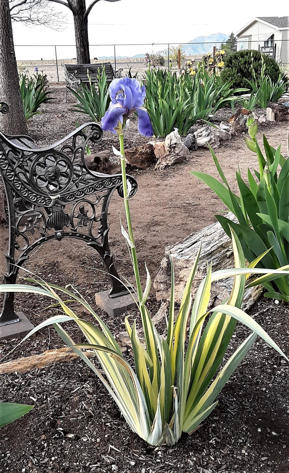 Photo of Species Iris (Iris pallida 'Zebra') uploaded by Bitoftrouble