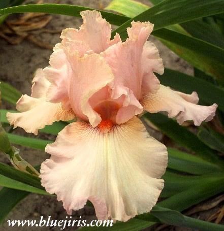 Photo of Tall Bearded Iris (Iris 'Pink Quartz') uploaded by Joy