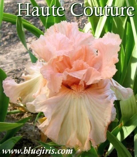 Photo of Tall Bearded Iris (Iris 'Haute Couture') uploaded by Joy