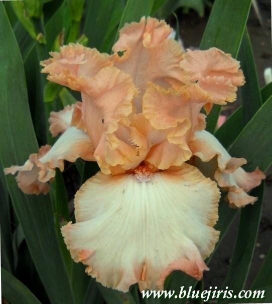 Photo of Tall Bearded Iris (Iris 'Cutting Edge') uploaded by Joy