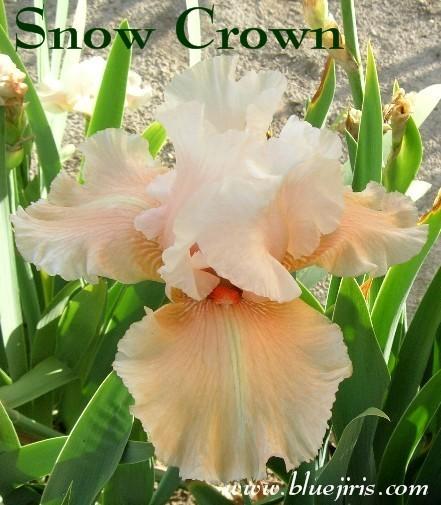 Photo of Tall Bearded Iris (Iris 'Snow Crown') uploaded by Joy