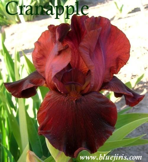 Photo of Border Bearded Iris (Iris 'Cranapple') uploaded by Joy