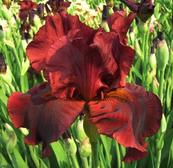 Photo of Tall Bearded Iris (Iris 'Red Velvet Cake') uploaded by Joy