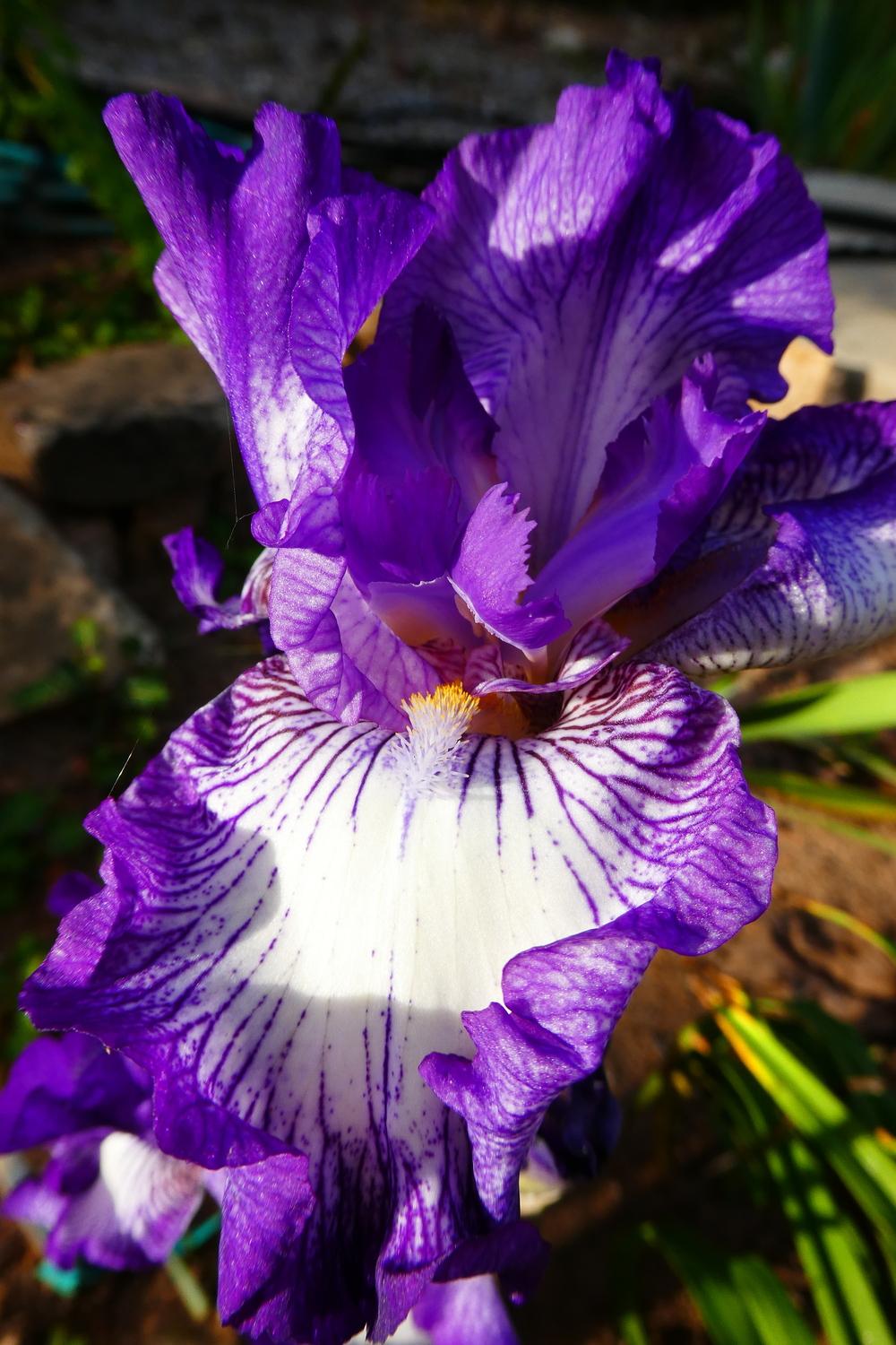 Photo of Tall Bearded Iris (Iris 'Bountiful Harvest') uploaded by LoriMT