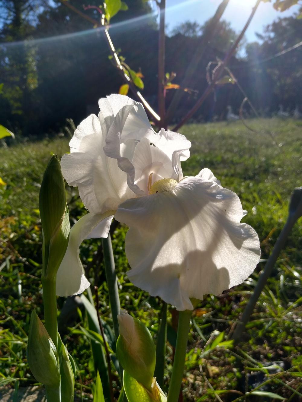 Photo of Tall Bearded Iris (Iris 'Faithful and True') uploaded by UndyingLight