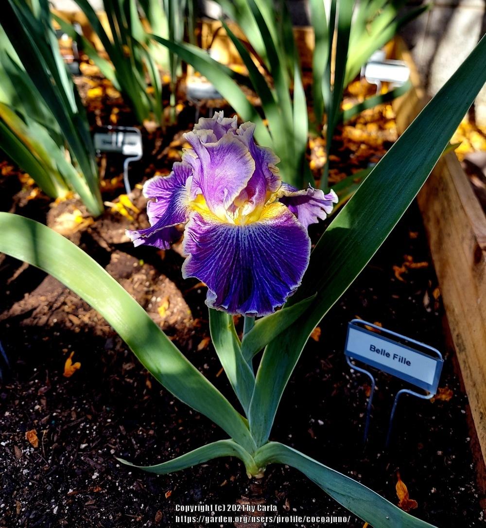Photo of Tall Bearded Iris (Iris 'Belle Fille') uploaded by cocoajuno