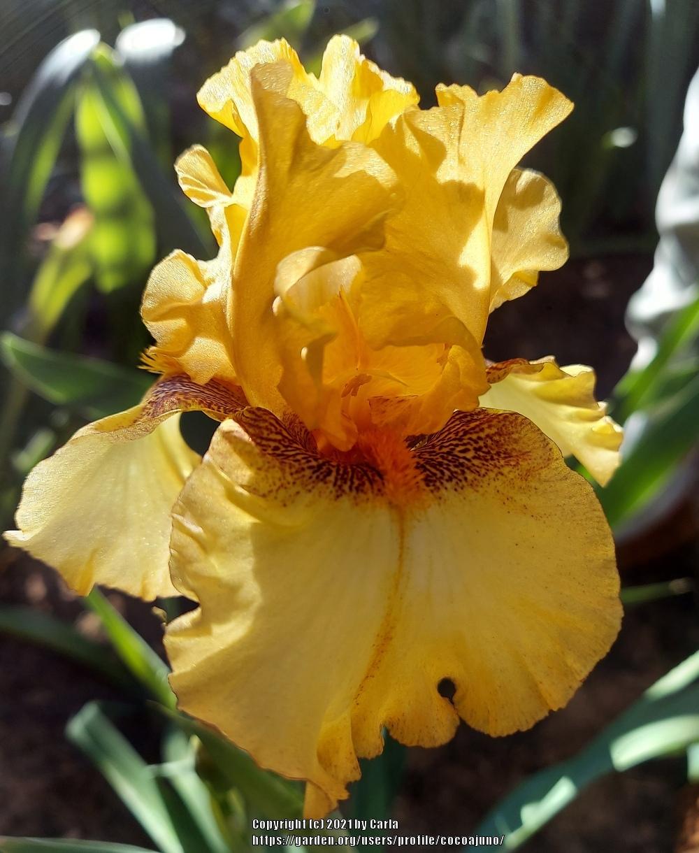 Photo of Tall Bearded Iris (Iris 'Butterlicious') uploaded by cocoajuno