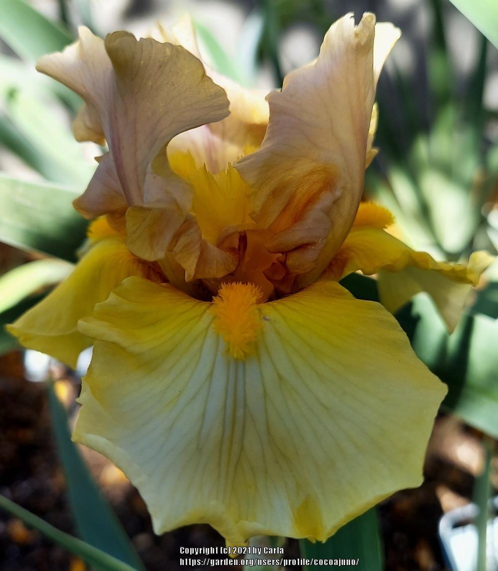 Photo of Tall Bearded Iris (Iris 'Overview') uploaded by cocoajuno
