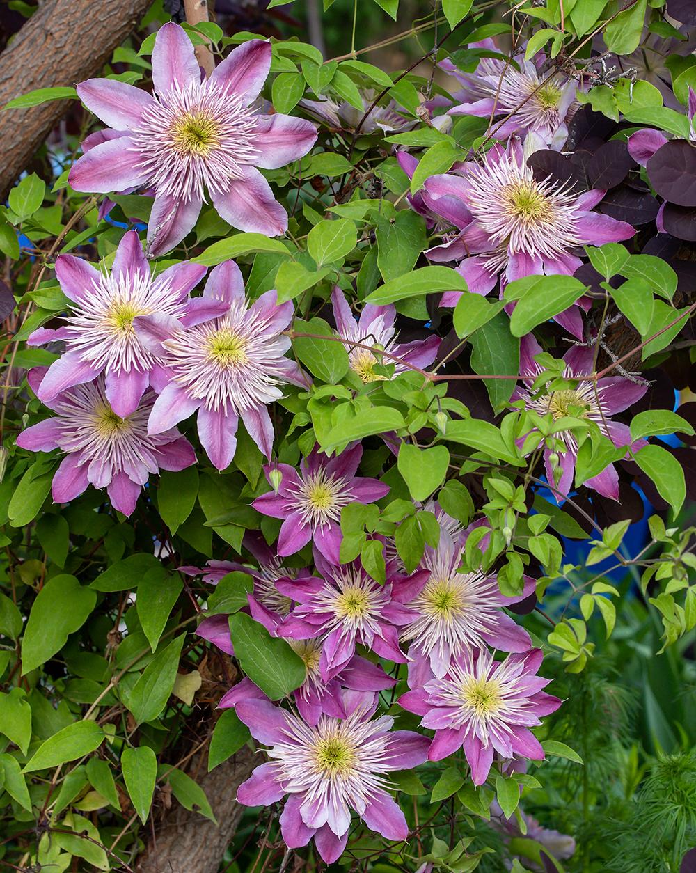 Photo of Clematis Empress™ uploaded by dirtdorphins