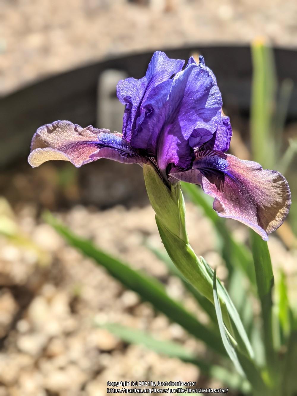 Photo of Standard Dwarf Bearded Iris (Iris 'Blueberry Tart') uploaded by Gretchenlasater