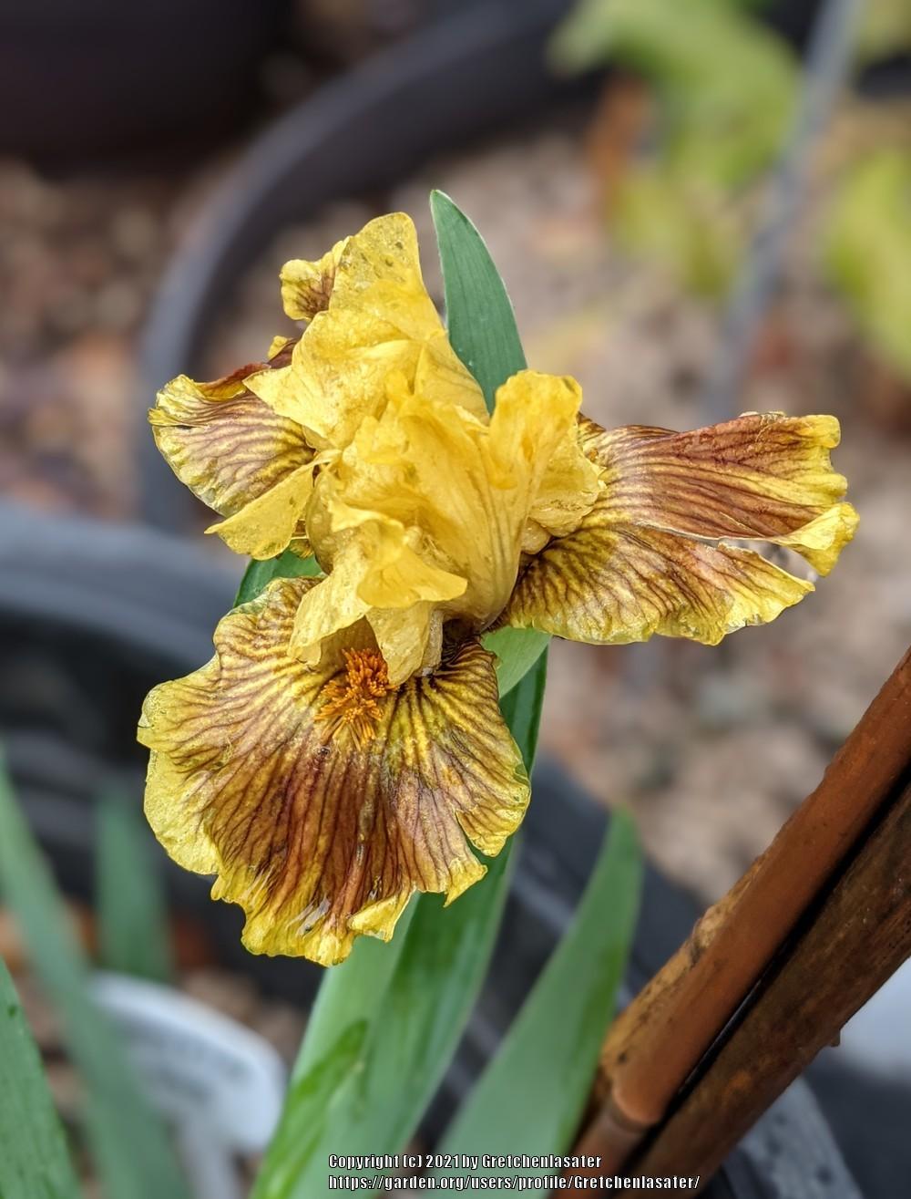 Photo of Standard Dwarf Bearded Iris (Iris 'Winkin'') uploaded by Gretchenlasater
