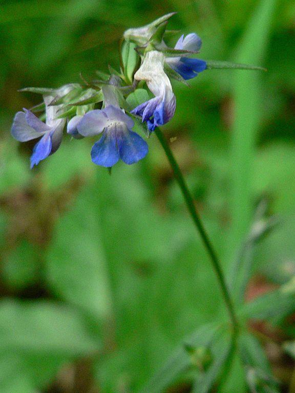 Photo of Maiden Blue Eyed Mary (Collinsia parviflora) uploaded by greene