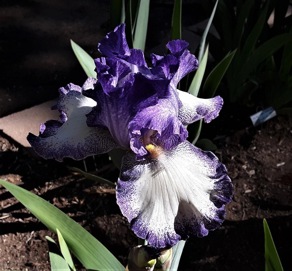 Photo of Tall Bearded Iris (Iris 'Jesse's Song') uploaded by Bitoftrouble