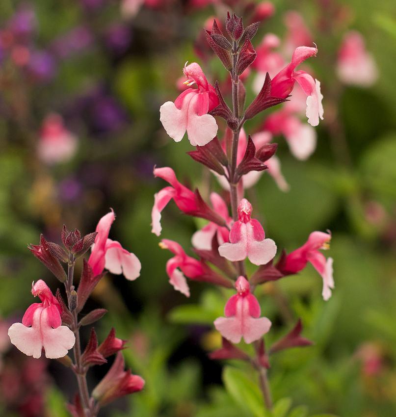 Photo of Autumn Sage (Salvia 'Shell Dancer') uploaded by Calif_Sue