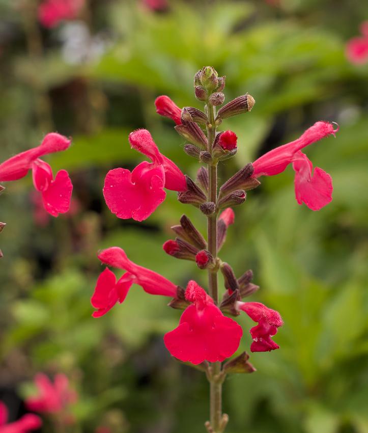Photo of Sage (Salvia 'Penny's Smile') uploaded by Calif_Sue