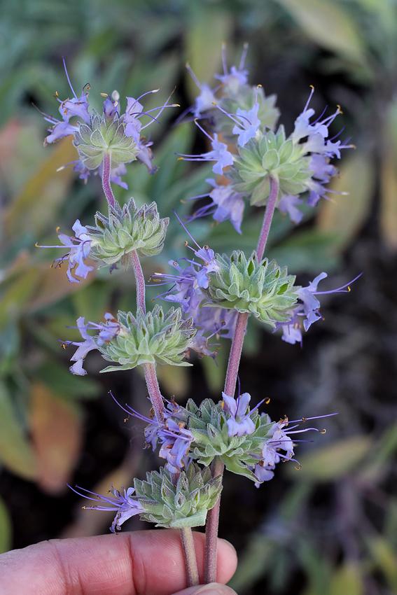 Photo of Creeping Sage (Salvia 'Bee's Bliss') uploaded by Calif_Sue