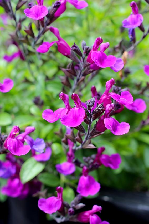 Photo of Jame Sage (Salvia VIBE® Ignition Purple) uploaded by Calif_Sue