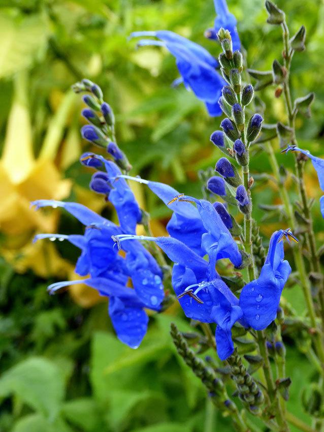 Photo of Sage (Salvia 'Big Swing') uploaded by Calif_Sue