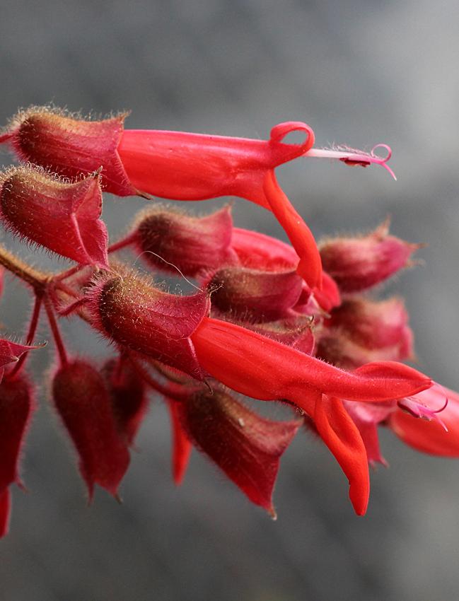 Photo of Giant Colombian Red Mountain Sage (Salvia libanensis) uploaded by Calif_Sue