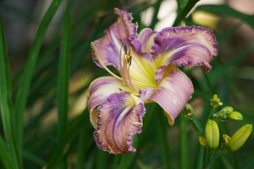 Photo of Daylily (Hemerocallis 'Mildred Mitchell') uploaded by D3LL
